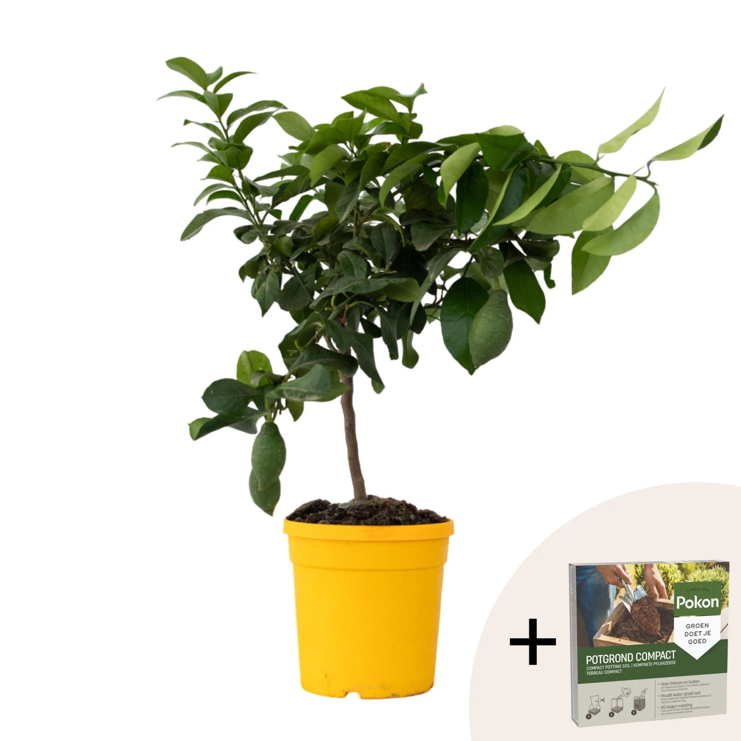Plant In A Box Zitronenbaum  Citrus Limon Höhe 60cm Ø19 Gelb Mit Pflanzennahrung