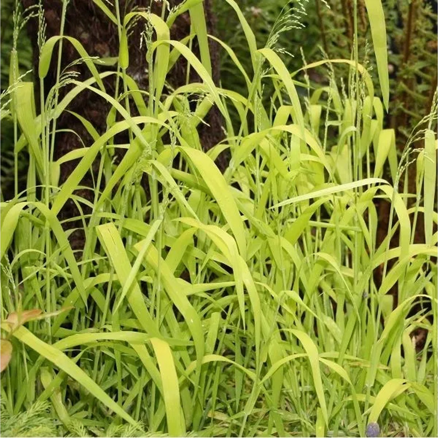 6 x Wald-Flattergras 'Aureum' Milium effusum Topf 9cm Gelbes Laub