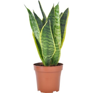 Bogenhanf 'Futura Superba' im braunen Topf, ca. 12 cm Topf-Ø. Sansevieria Zimmerpflanze.