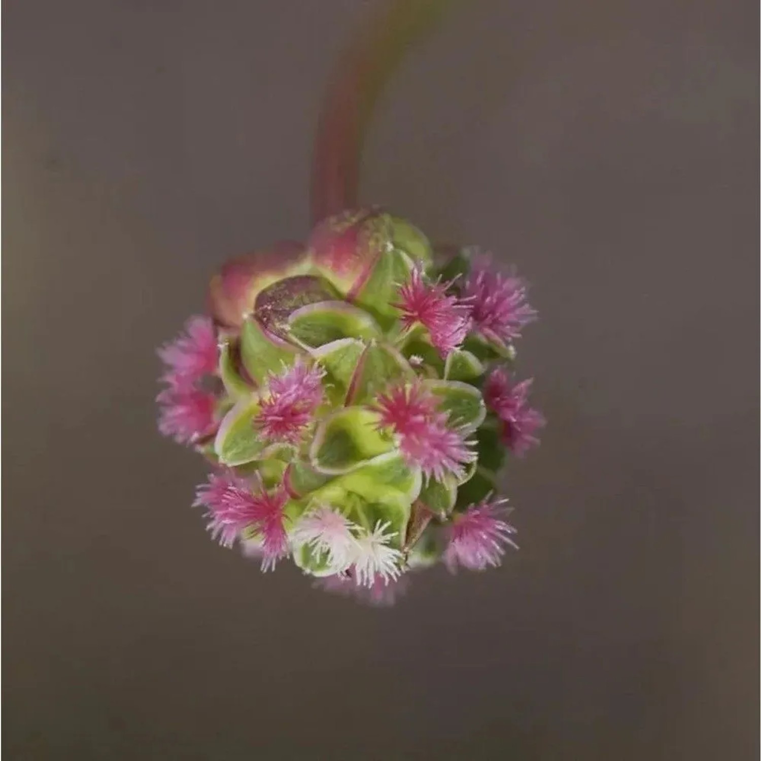 Kleiner Wiesenknopf Little Angel - Sanguisorba minor