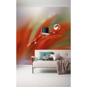 Komar Vlies Fototapete Tautropfen, 300x250cm, mit Nahaufnahme einer Blüte mit Tautropfen.