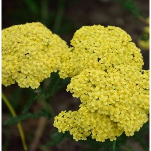 Gelbe Schafgarbe Credo (Achillea filipendulina) als Gartenstaude.