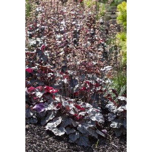 Purpurglöckchen 'Silver Scrolls' im 11x11 cm Topf. Silberne Blätter, rosa Blüten, ideal für Beet und Kübel.