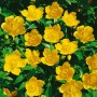Blühendes Johanniskraut im 9x9 cm Topf mit leuchtend gelben Blüten.