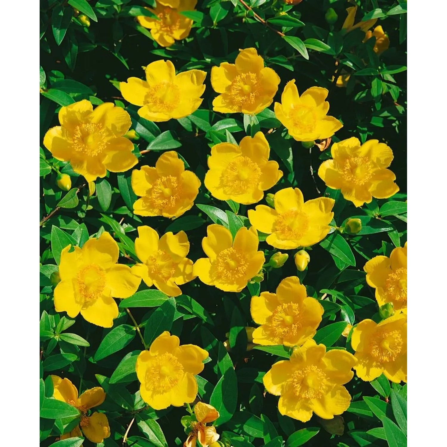 Blühendes Johanniskraut im 9x9 cm Topf mit leuchtend gelben Blüten.