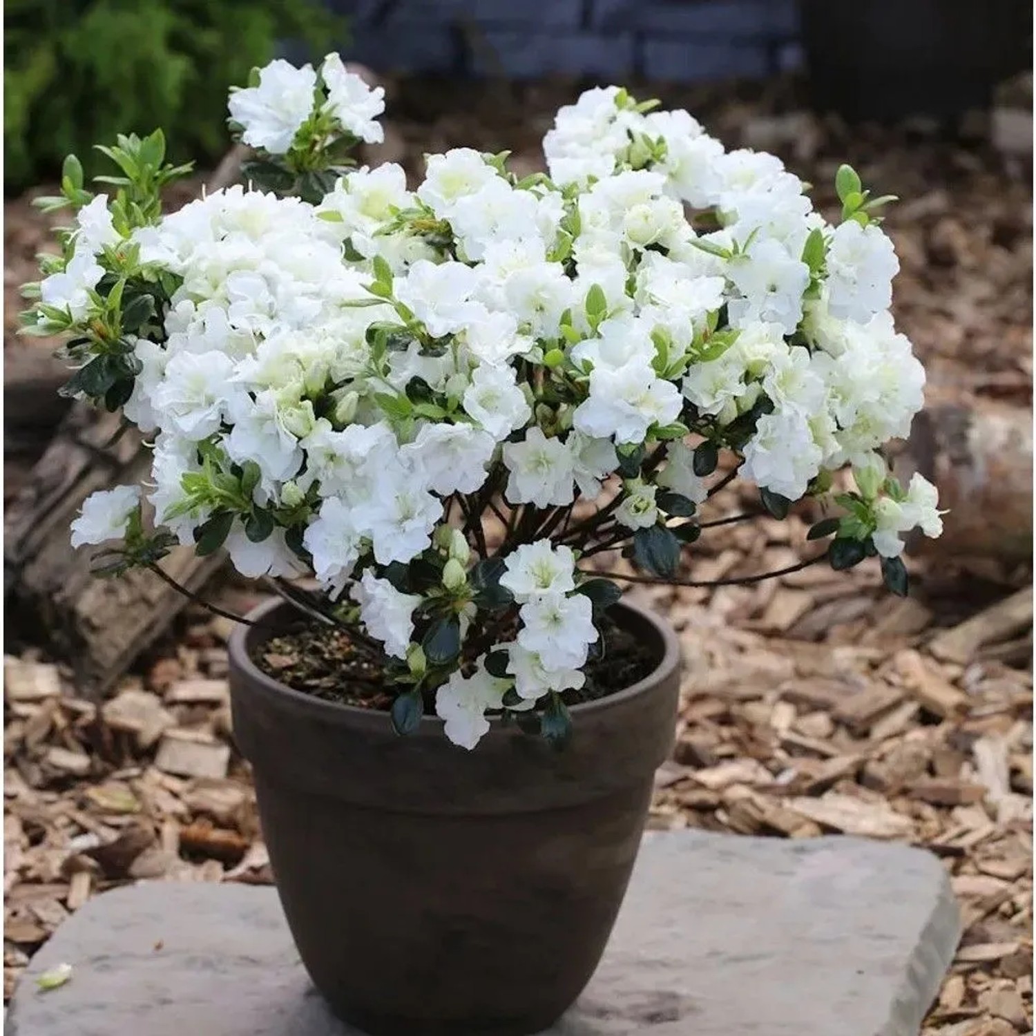 Japanische Azalee Inas Diamond 25-30cm - Rhododendron obtusum - Zwerg Alpenrose