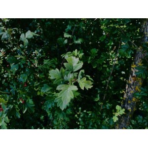 Detailaufnahme: Baumfink Weißdorn als Topfpflanze mit grünen Blättern und roten Beeren.