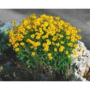 Üppiges, gelb blühendes Großblumiges Mädchenauge (Coreopsis grandiflora 'Christchurch') im Topf.