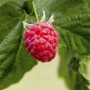 Nahaufnahme einer reifen, roten Himbeere (Rubus Idaeus Malling Promise) am Strauch mit grünen Blättern.