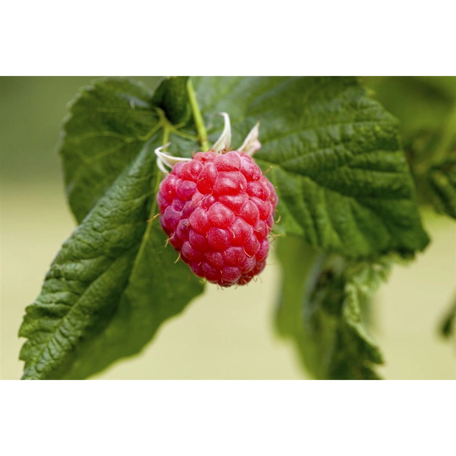 Rubus Idaeus Malling Promise Himbeere 40–60 Cm günstig online kaufen
