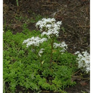 Blühender, niedriger, weißer Mauerpfeffer (Sedum album) im Garten.