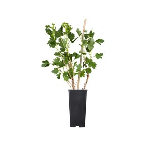 Rote Stachelbeere 'Hinnonmäki Rot' im Topf, ca. 30-40 cm hoch.