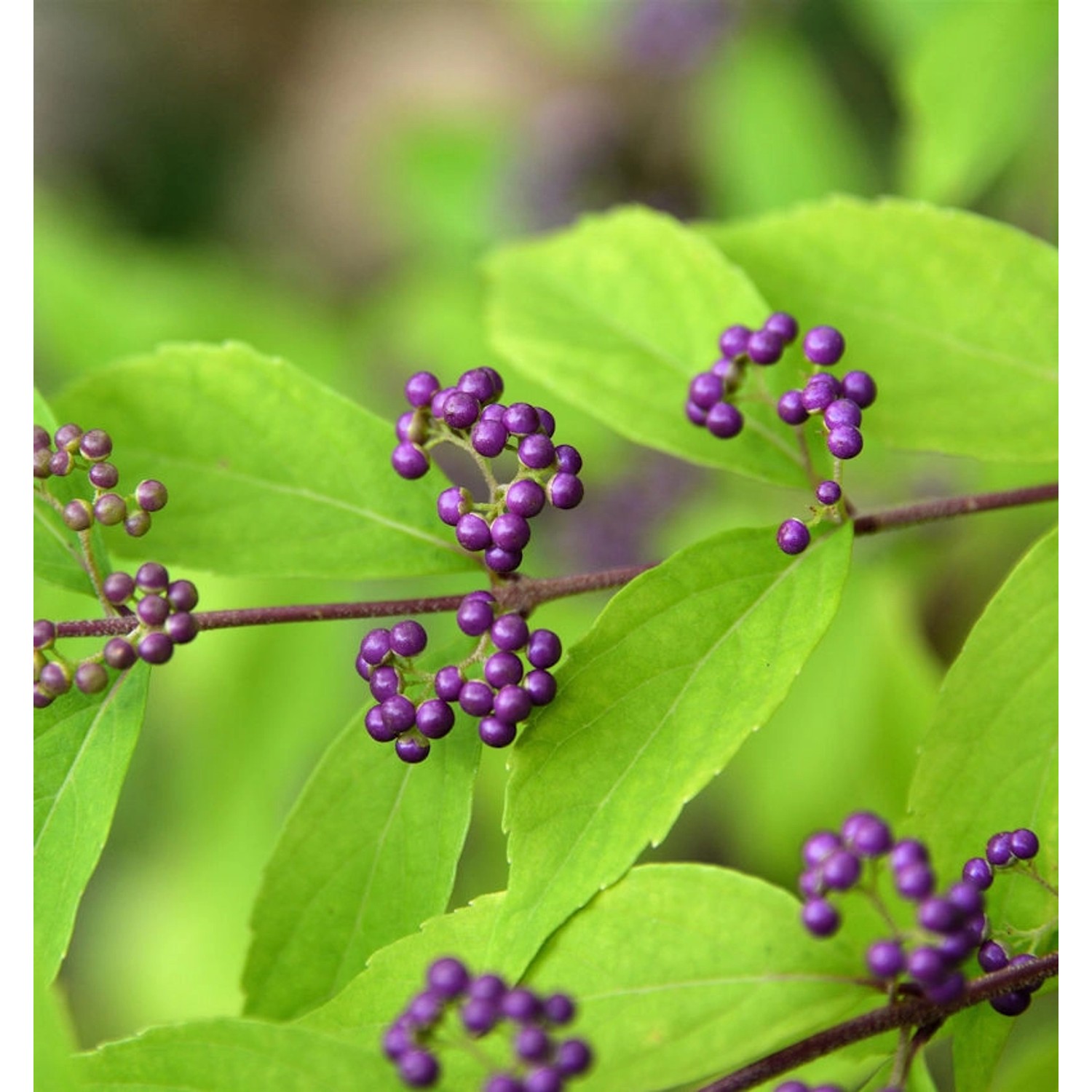 Purpur Schönfrucht Issai 80-100cm - Callicarpa dichotoma günstig online kaufen