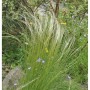Mädchenhaargras Federgras (Stipa pennata) mit langen, feinen, silbrigen Halmen im Garten. Eine luftige Ziergras-Staude.