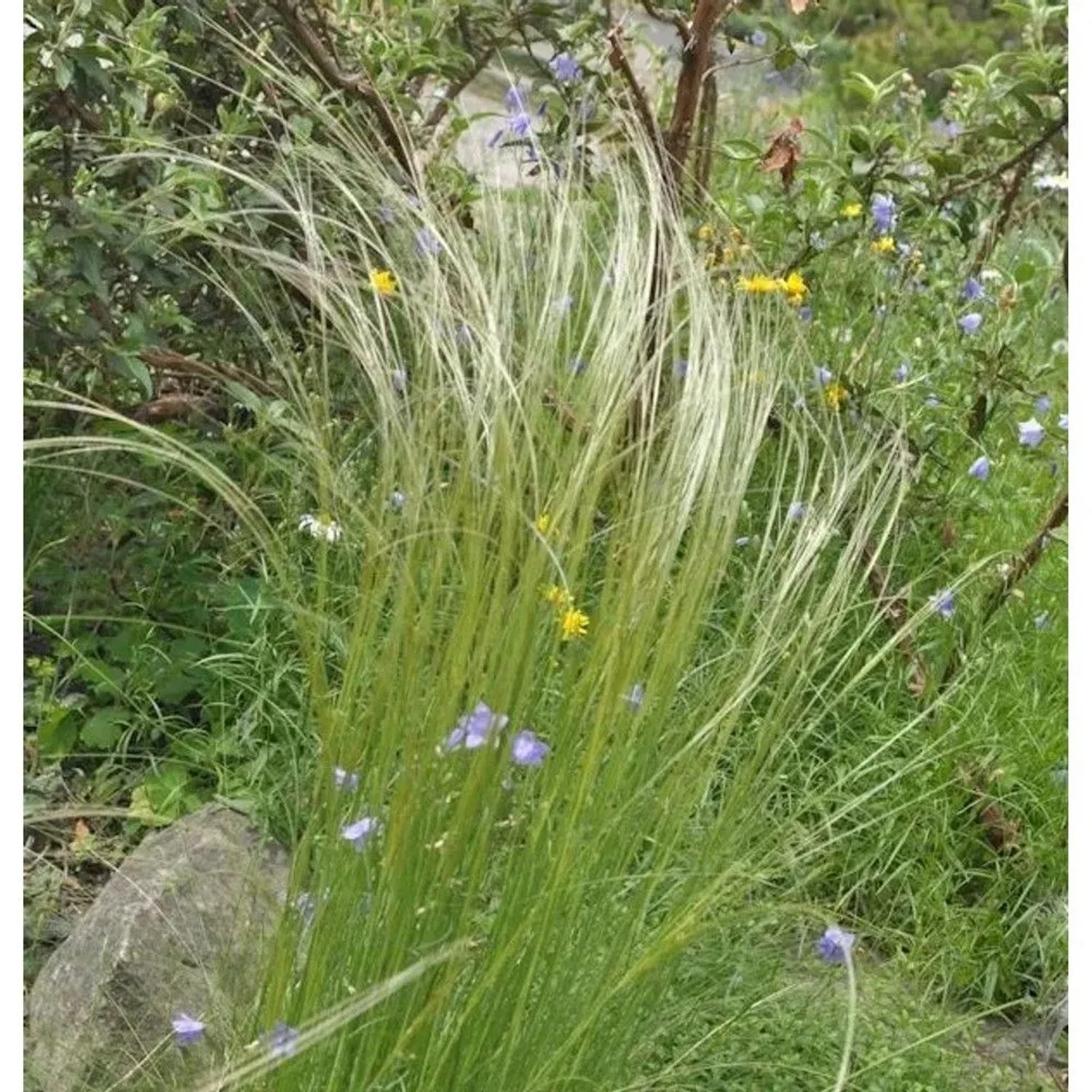 Mädchenhaargras Federgras - Stipa pennata
