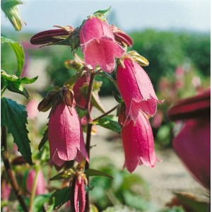Rosa gefleckte Glockenblume (Campanula Punctata Rubriflora) im Topf.
