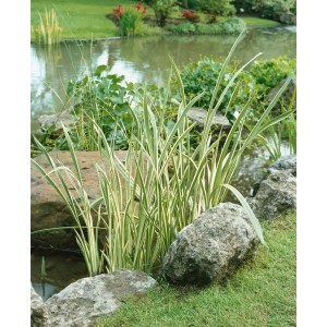 Acorus Calamus 'Variegatus' (Kalmus) am Teichrand mit grün-weiß gestreiften Blättern.