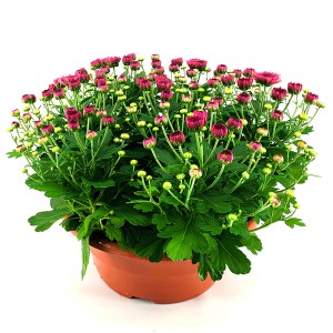 Chrysanthemen Schale mit roten Blütenknospen in braunem Topf.