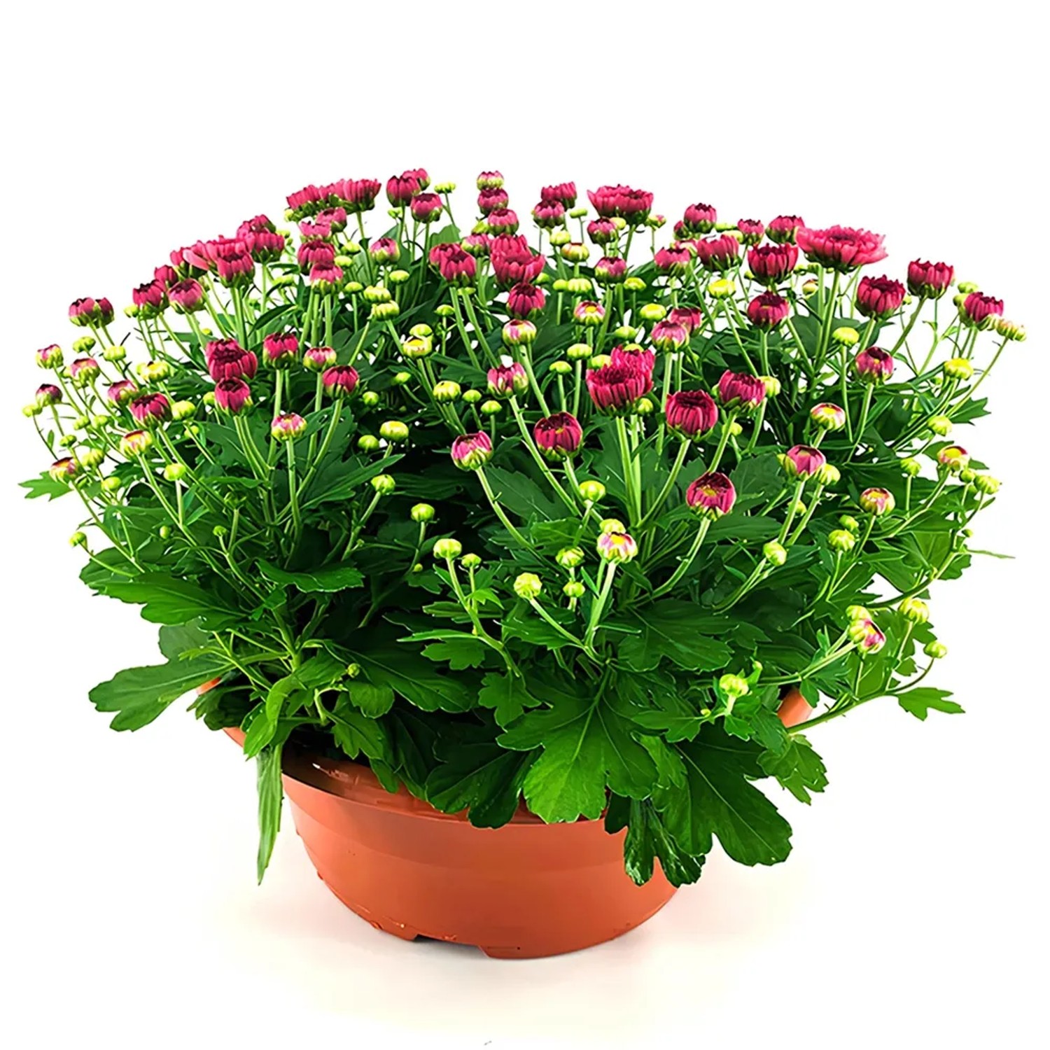 Chrysanthemum indicum im Topf 19 cm kaufen bei OBI