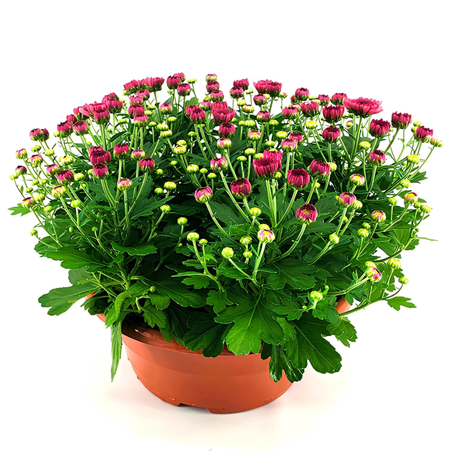 Korbblütler Schale T19 Chrysanthemum ind. Schale Uni kaufen bei OBI