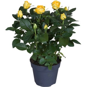 Gelbe Zimmerrose im Topf, ca. 33-39 cm hoch. Blühende Zimmerpflanze für ein romantisches Ambiente.