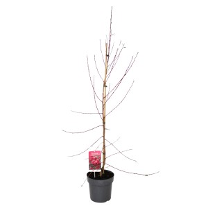 GROW by OBI Zierpfirsich Taoflora Red, ca. 100 cm hoch im Topf. Zierstrauch ohne Blätter.