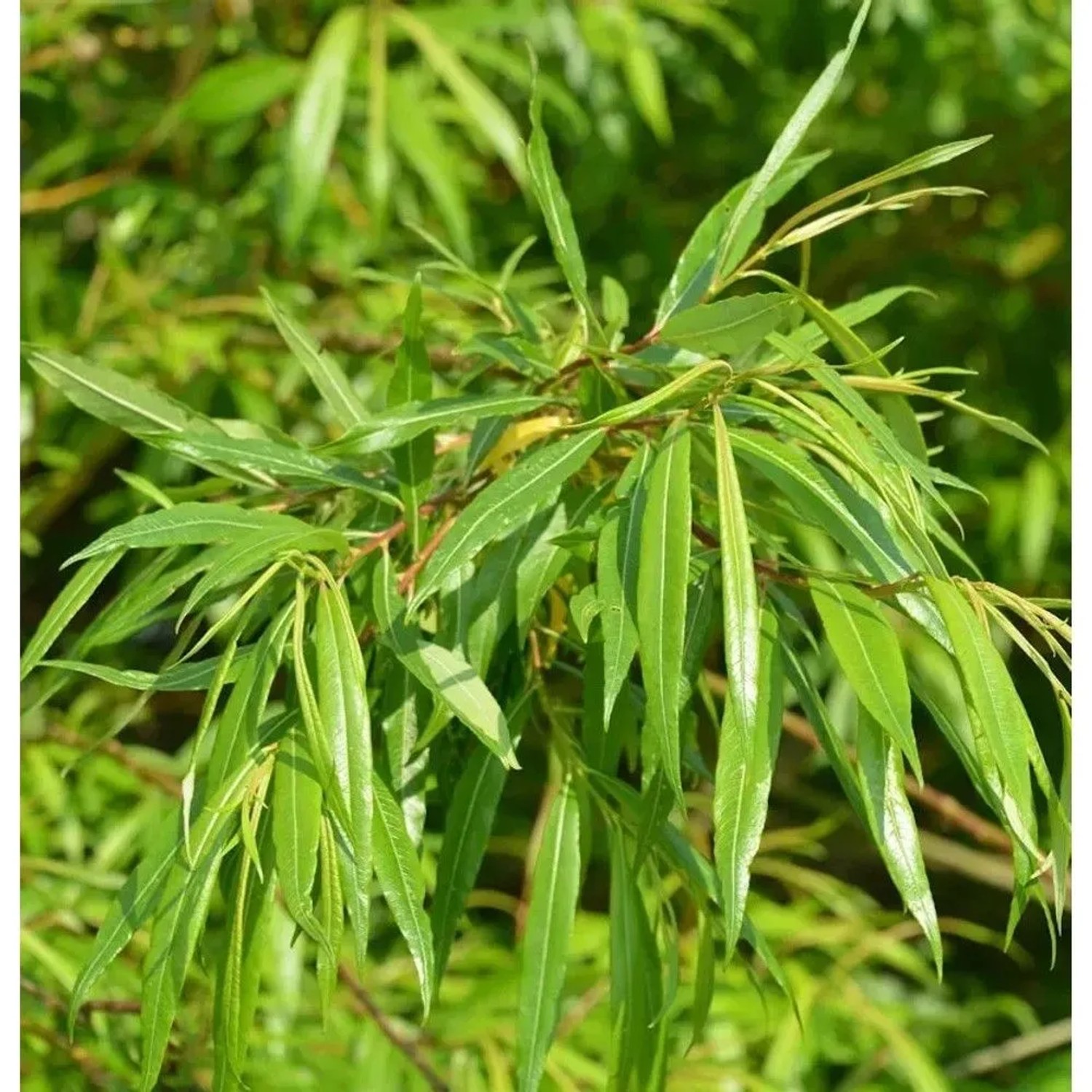 Japanische Drachenweide 60-80cm - Salix sachalinensis
