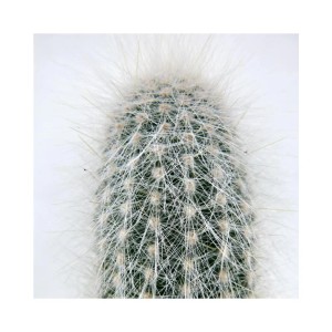 Detailaufnahme des Exotenherz Cleistocactus Strausii (Silberkerze) im 5,5cm Topf.