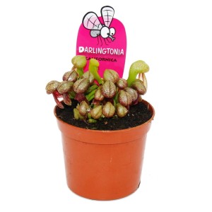 Fleischfressende Pflanze Kobralilie (Darlingtonia californica) im 9cm Topf.