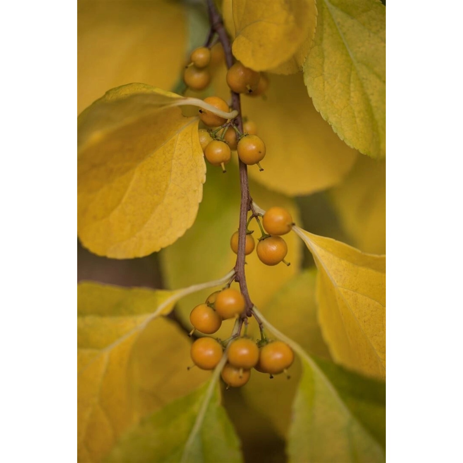Celastrus Orbiculatus Diana Kletterspindel 60–100 cm günstig online kaufen