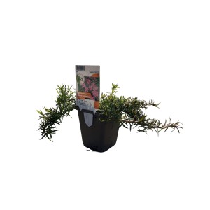 Polsterphlox McDaniel´s Cushion Rosa im 9 cm Topf. Flammenblume mit pinkfarbenen Blüten.