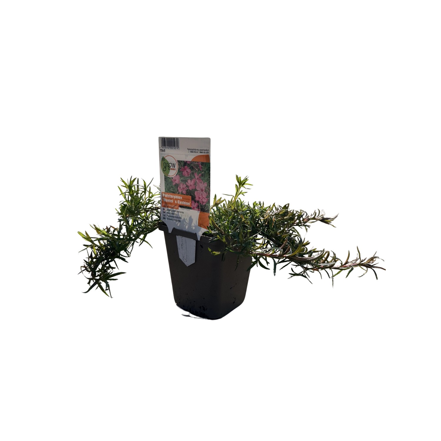 GROW by OBI Polsterphlox McDaniel´s Cushion Rosa Topf-Ø ca. 9 cm x 9 cm Phlox