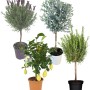 Mediterraner Sortenmix: Lavendel, Zitrone, Eukalyptus und Rosmarin als dekorative Kübelpflanzen.