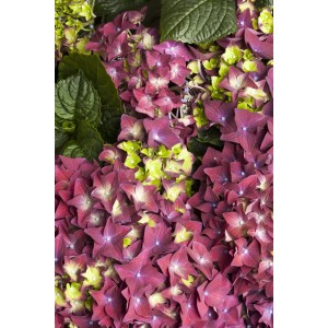 Detailaufnahme der mehrfarbigen Blüten der Bauernhortensie Saxon Schloss Wackerbarth.