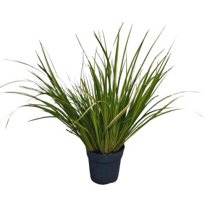 Kalmus Ogon im Topf, Acorus gramineus mit gelb-grünen Blättern, ideal für den Gartenteich.