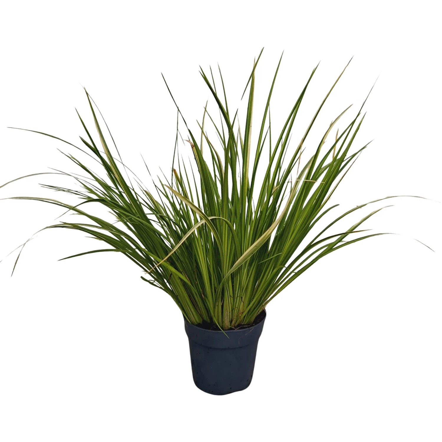 Schmalblättriger Kalmus Acorus gramineus Ogon T10