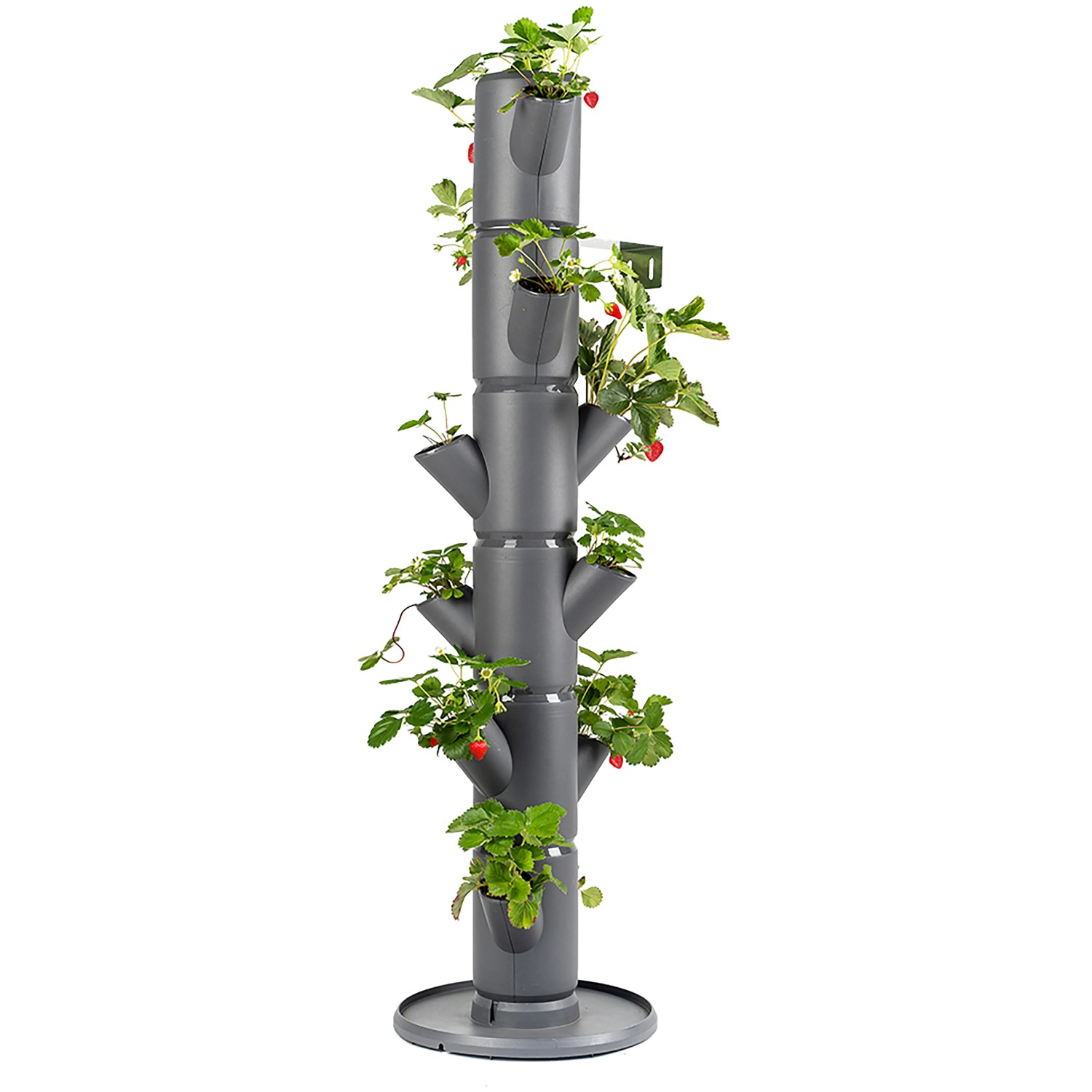 Anthrazitfarbener Gusta Garden Erdbeerturm Sissi Strawberry mit Erdbeerpflanzen.