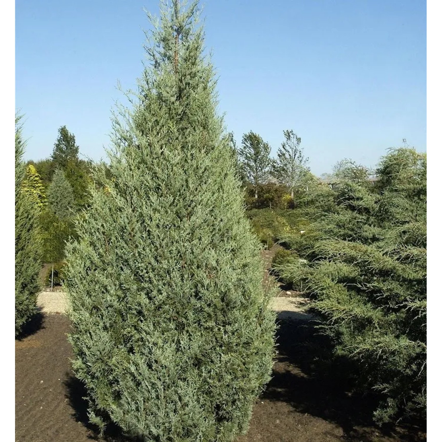 Säulenwacholder Wichita Blue 100-125cm - Juniperus scopulorum