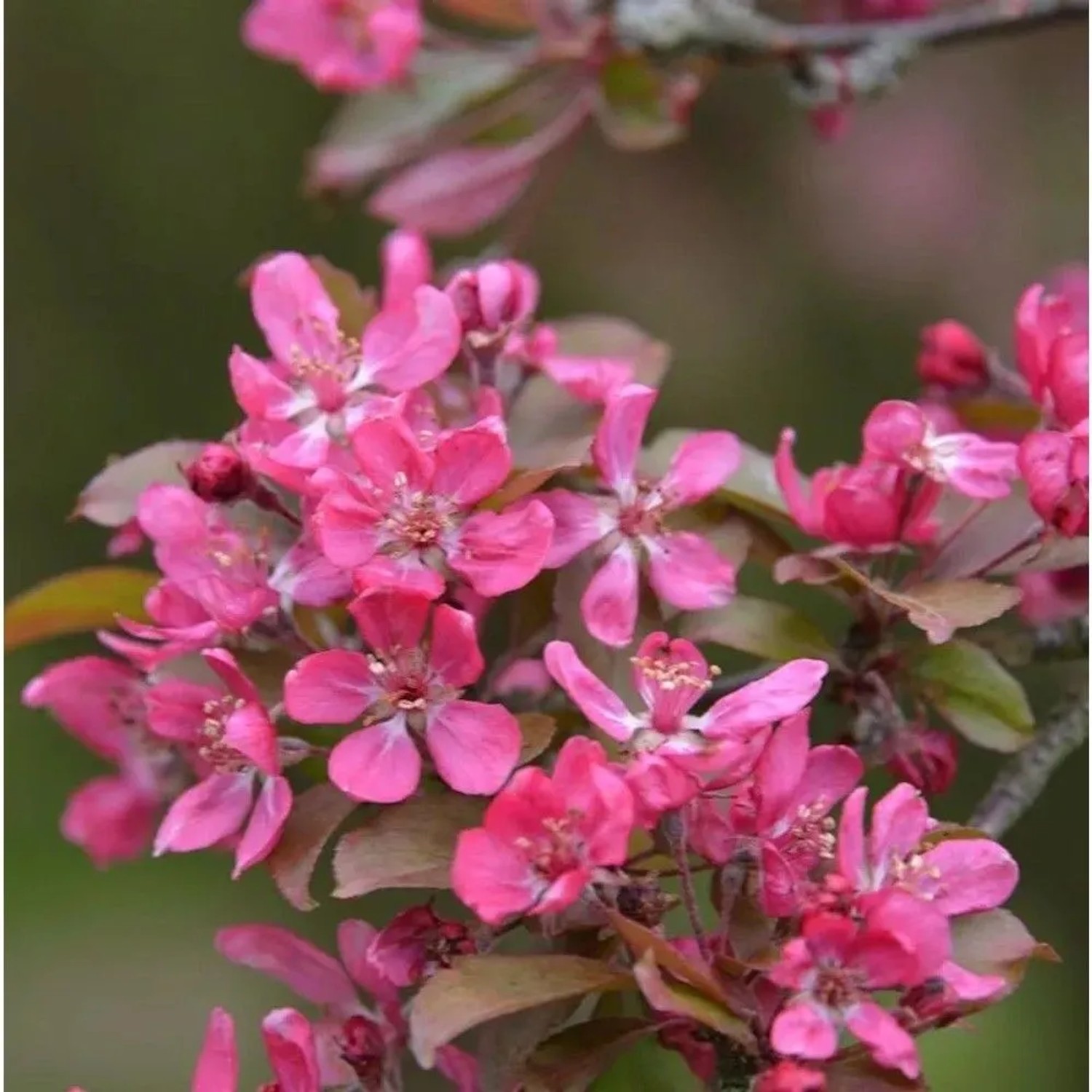 Hochstamm Zierapfel Mokum 100-125cm - Malus Hybride