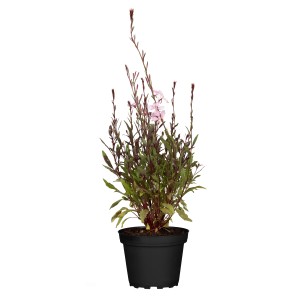 GROW by OBI Prachtkerze Rot/Rosa im Topf, ca. 19 cm Ø. Gaura lindheimeri mit zarten Blüten.