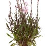 GROW by OBI Prachtkerze Rot/Rosa im Topf, ca. 19 cm Ø. Gaura lindheimeri mit zarten Blüten.