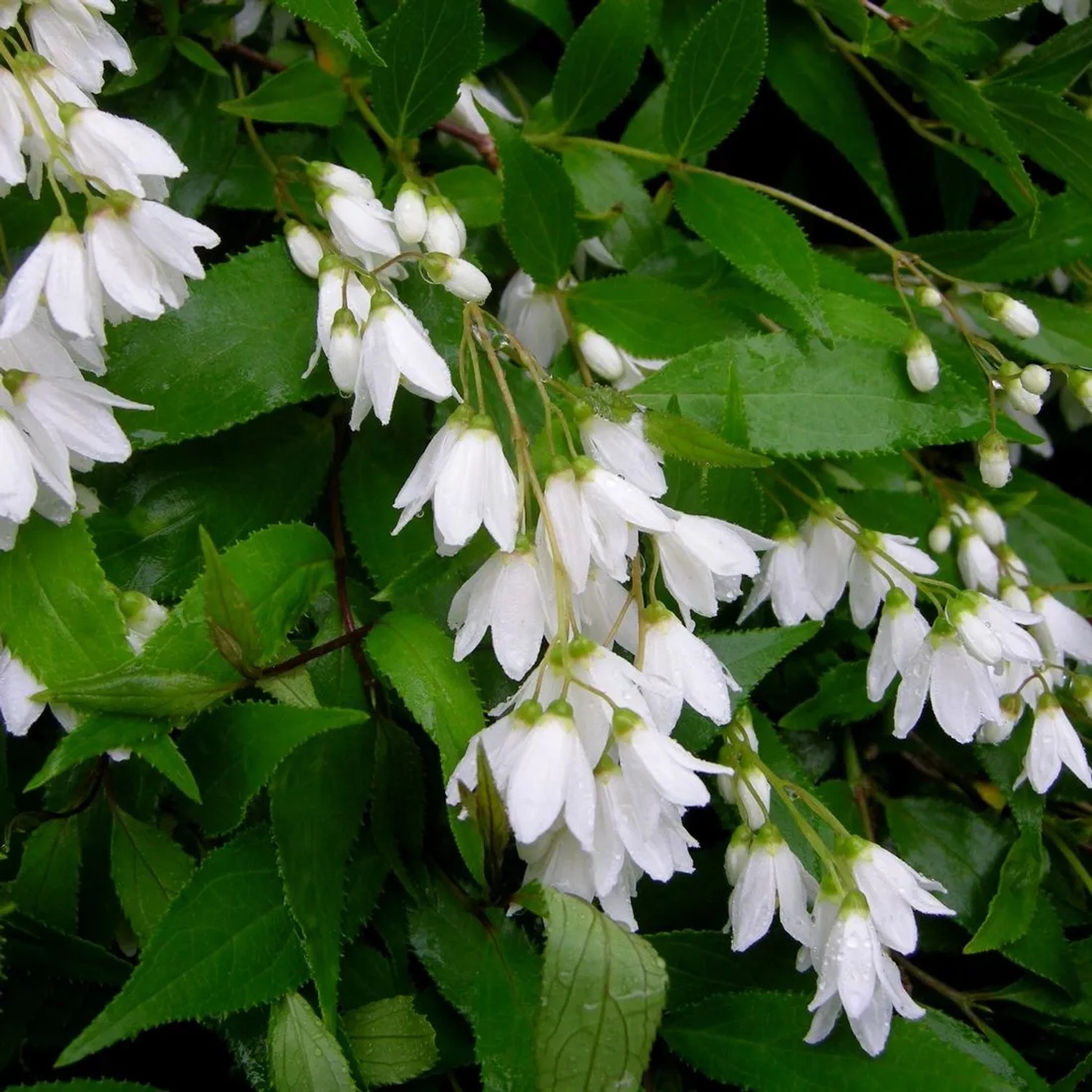 Sternchenstrauch 'Nikko' Deutzia gracilis 25 bis 30 cm im Container Kompakt