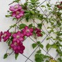 Anthrazitfarbenes Metallspalier (150x75 cm) mit blühenden, pinkfarbenen Clematis als Rankhilfe an einer weißen Wand.