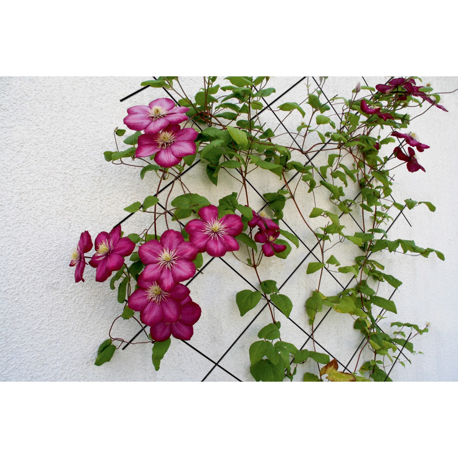 Anthrazitfarbenes Metallspalier (150x75 cm) mit blühenden, pinkfarbenen Clematis als Rankhilfe an einer weißen Wand.