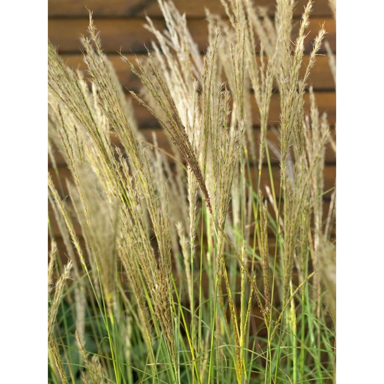 Miscanthus Sinensis Yakushima Dwarf Chinaschilf Kompakt 7,5-10 L Container günstig online kaufen