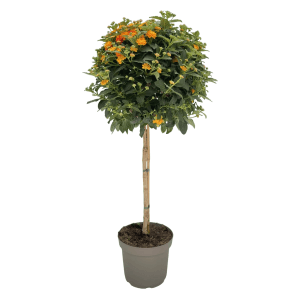 Wandelröschen (Lantana camara) als Hochstamm im Topf, orange-gelbe Blüten, ca. 100-115 cm hoch.