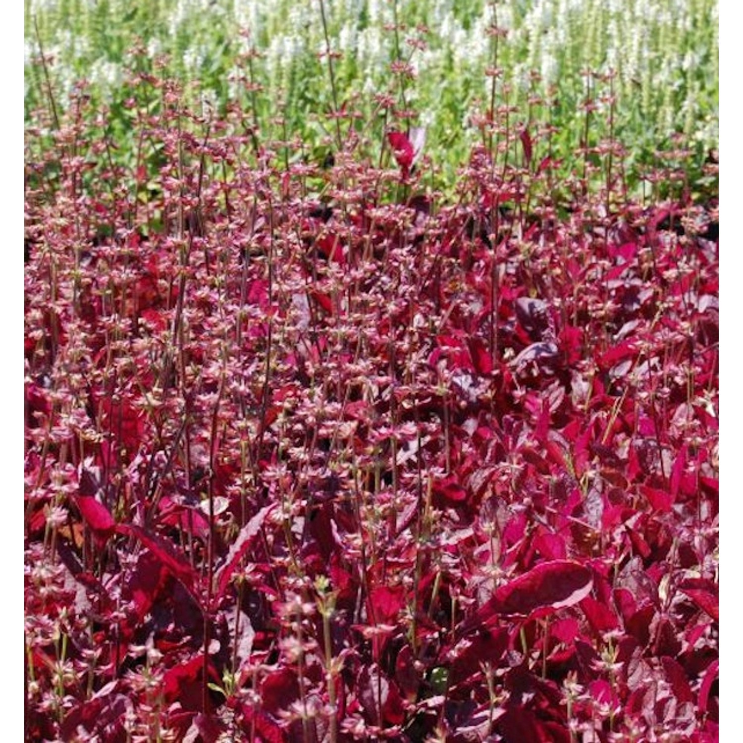 Indianischer Heilsalbei Purple Knockout - Salvia lyrata günstig online kaufen