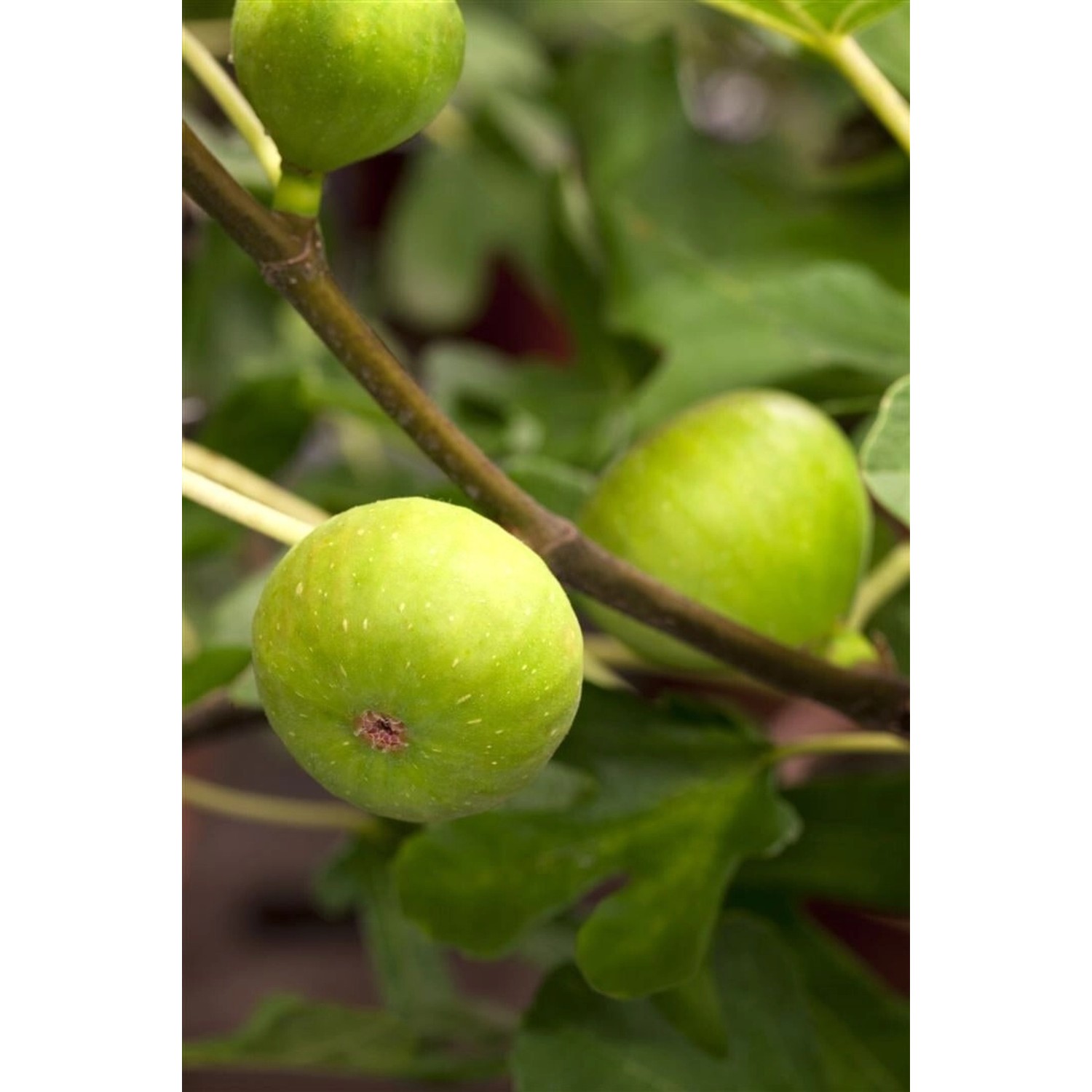 Ficus Carica Brown Turkey Echte Feige Ca 12 cm Topf 15-20 cm günstig online kaufen