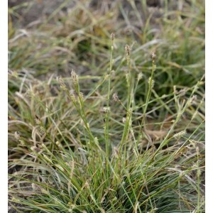 Segge Snowline (Carex conica), Ziergras mit grün-weißen Blättern und braunen Blütenständen.