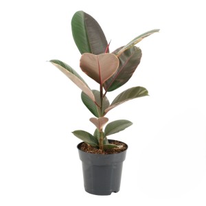 Gummibaum 'Pink Camouflage' im Topf, Blattschmuckpflanze mit rosa-grüner Panaschierung.